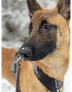 Canin